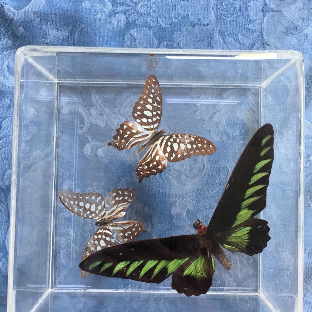Rare Butterfly taxidermy by Clark